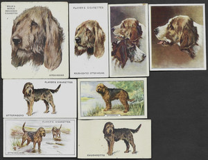 8 Different Vintage OTTERHOUND Tobacco/Cigarette Dog Cards