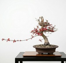 Bonsai di Acer Palmatum Deshojo