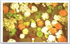 1950 Seaside Oregon Aquarium Sea Anemones TRUE CHROME Postcard Unposted