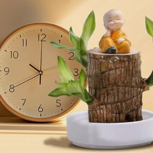 Brazilian Wood Lucky Plant Brazil Wood Potted Plant w/Tray Monk Desktop Decor - Picture 32 of 44