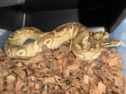 Ball python Desert Ghost TSK collection, moving out of country. $35k invested — photo 5