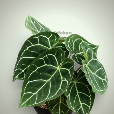 Anthurium Crystallinum Ornamental Plant
