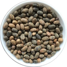 Eva Impex Jamalgota Seeds – Croton Tiglium Herb