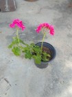 Assortment of 10 Fresh Geranium Cuttings; Pink, Red, Violet, Magenta, Orange. — photo 2