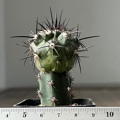 A21-171 Copiapoa fusca, JN 1984, Aguada de Tongoy, Atacama (Grafted)