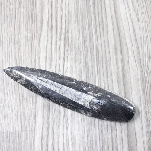 1 Large Orthoceras Fossil  #1254