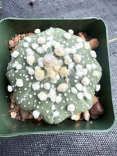 Astrophytum asterias Nudum Beautiful Star Shape Hanazono Large Tufts 4” Pot