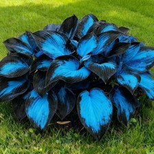 Hosta Seeds, 200 Blue Purple Red Hosta Seeds, Multi-Use Landscaping, Perennial.