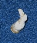 Antique/Victorian? Small Porcelain 1-1/2" Lower Doll Leg ~ Germany? — photo 6