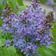 25 Wonderblue Lilac Seeds Tree Fragrant Flowers Perennial Seed Flower 987 USA