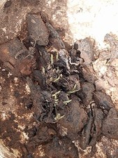 2 Lbs. Organic Comfrey Roots, Medicinal Plant,No Pesticide