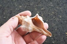 One Extra Small Striped Fox Conch Shell (Trapezium Horse Conch) 3" Coastal Arts
