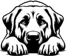 KANGAL Aufkleber - Anatolischer Hirtenhund Autoaufkleber -sticker-Kontur #93