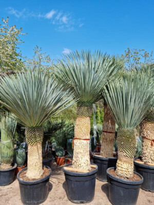 sansevieria mix 8L Sansevieria Potting Mix | Snake Plant Soil-Less Gritty Mix