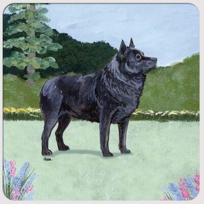 Schipperke Coasters - Set of 4