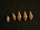 Anachis: treva Baker, Hanna & Strong 10 mm & vexillum Reeve 12 mm - 16 mm Mexico — photo 2