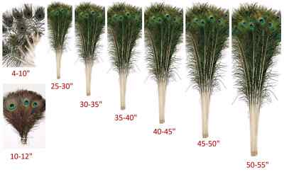 PEACOCK FEATHERS 10''-55'' Beautiful Natural Eyes 10-200 Pcs (Halloween/Costume)