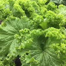 Mustard Seeds, Southern Giant Curled, Non-GMO, Heirloom, Greens, Free Shipping