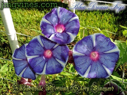 Blue Dream Fuji Japanese Morning Glory 6 Qty - Picture 3 of 12