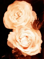 Flora Collection - Boule de Neige - 18" x 24" Canvas Art Poster