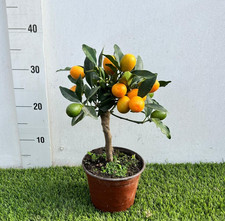 Pianta di  Kumquat in Vaso 16cm – Agrume Ornamentale Made in Sicily