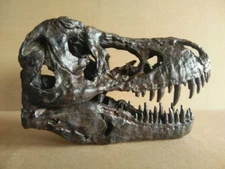 New, 17CM，Dinosaur model / T-REX Skull Small Model XB-1802