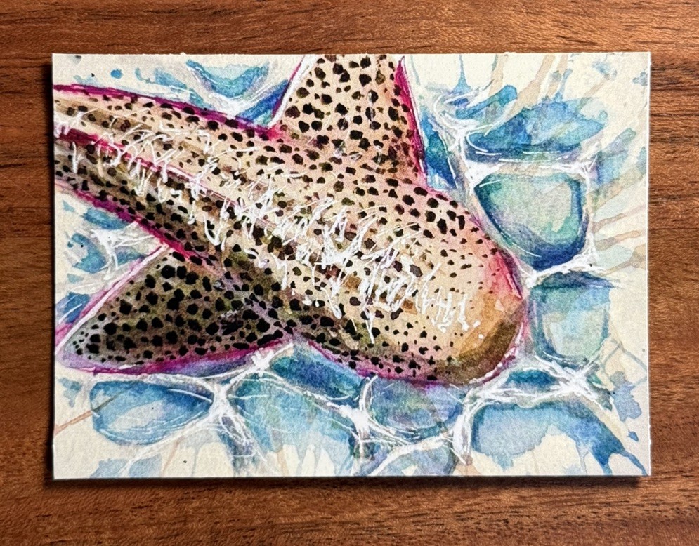 ACEO Print Zebra Shark PEEK A BOO Art by Andy Aby