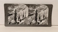 a543, Keystone SV; Verdure and Snowbanks along Trail; 1105-V33980, 1930