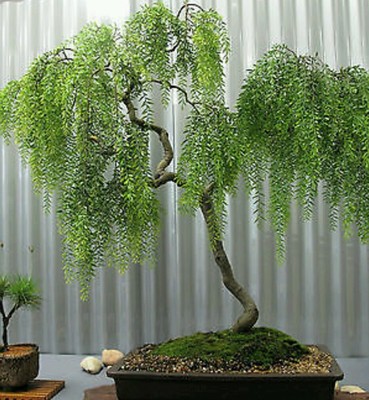 Weeping tea tree! RARE! Hardy!!! Ideal indoor or outdoor bonsai! Fresh  seeds! | eBay.de