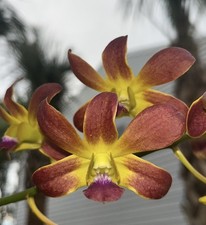 Dendrobium Ninja Orchid Bare Root Established Live Plant