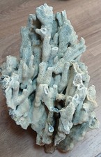 Large Natural Ridge Coral Specimen 10" x 11"