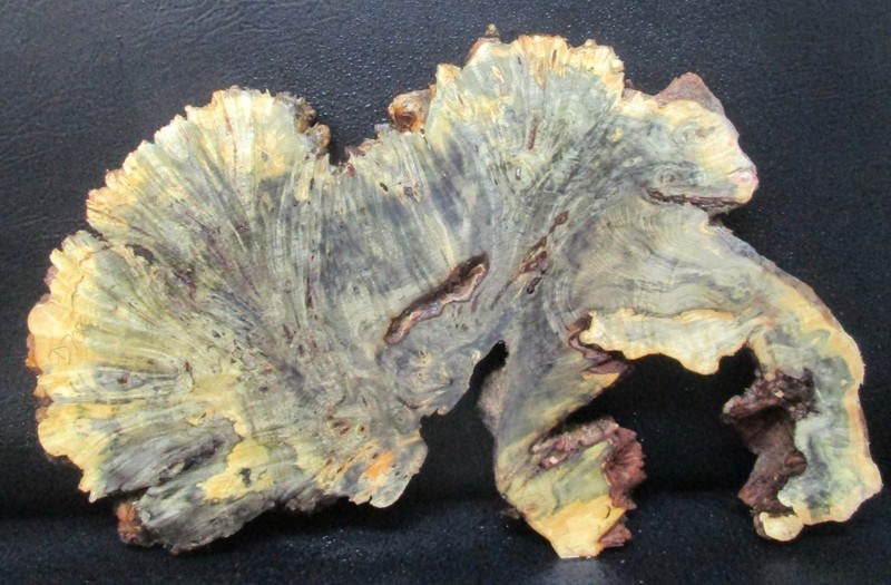 Buckeye wood Natural Edge Slab Crafts  #D708  23 1/2" x 14 1/2" x 1 1/4"