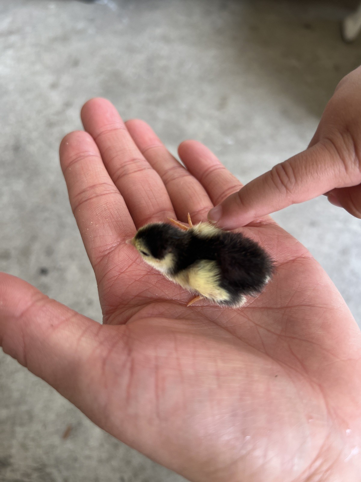 button quail hatching eggs