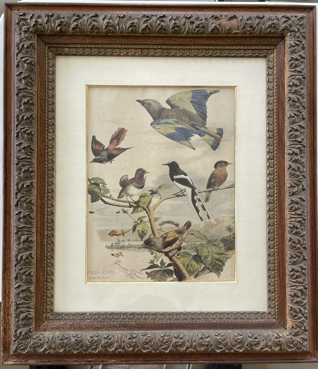 Antique Original Edouard Travies Bird's Lithograph Around 1857 | eBay