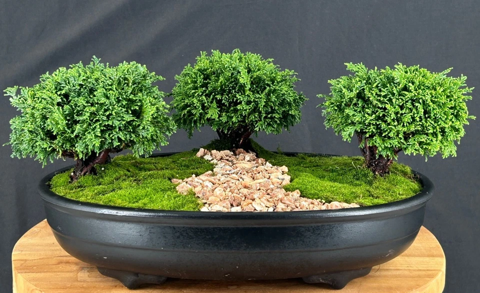 Tsukomo Cypress Bonsai Tree Three (3) Tree Forest Group 7"H Outdoor Evergreen - Image 3 of 3