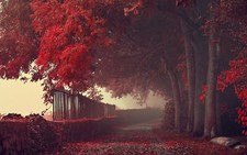 Landscape fall path fence trees leaves red mist fallen Custom Gaming Mat Desk