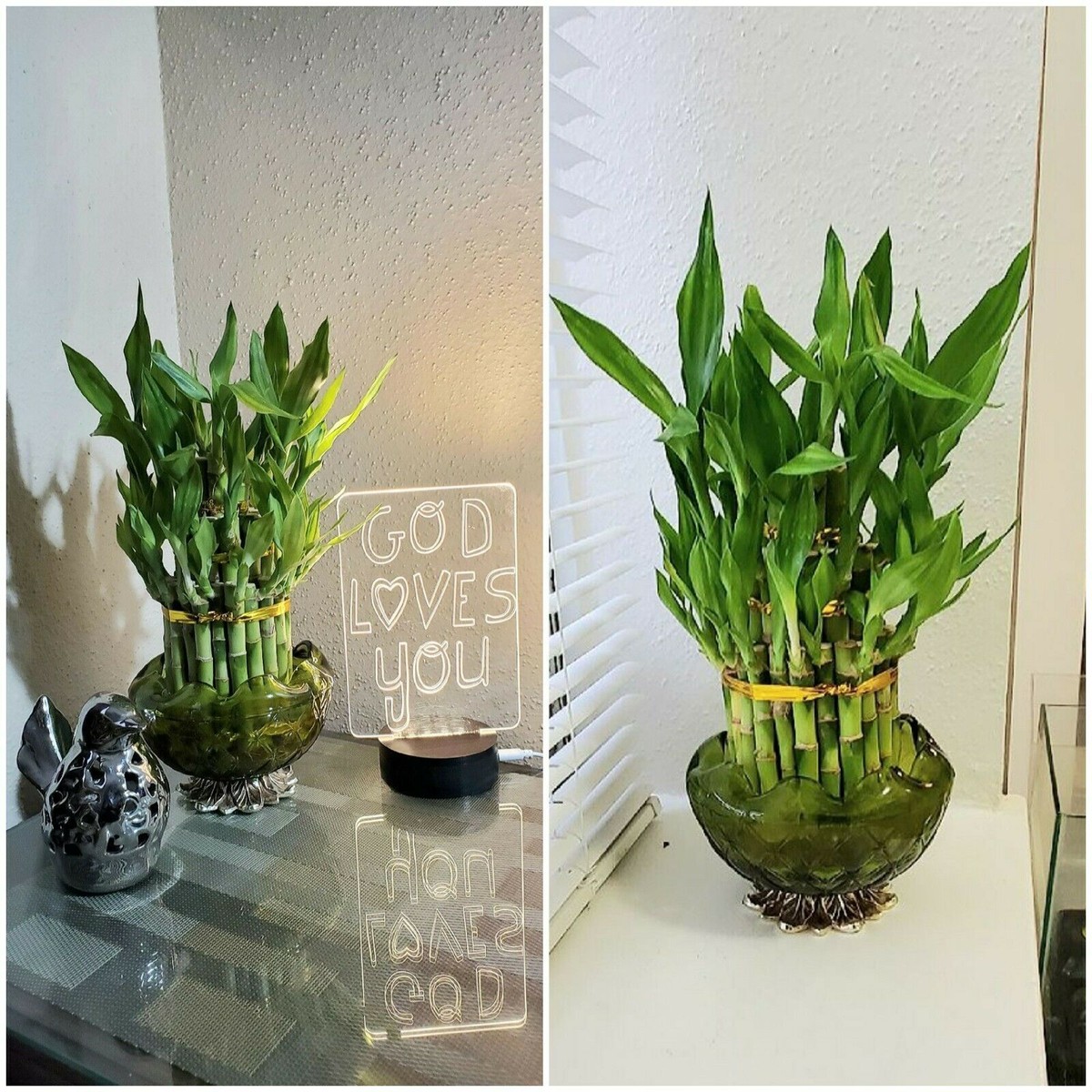 Mini Lucky Bamboo Plants