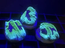 Live Coral Goniastrea Joker