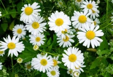 1000 ROMAN CHAMOMILE SEEDS | SALE FREE SHIPPING NON GMO