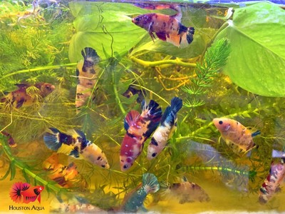 halfmoon nemo betta