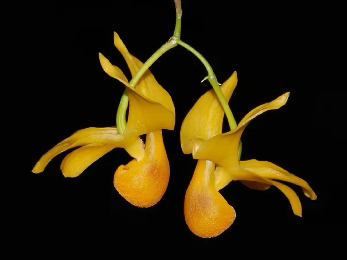 Myanmar Dendrobium parishii Rare Species Orchid Blooming Size Multi Growth Live
Opens in a new windo