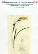 XVIII/XIXth - HAIL MILK (Carex Acuta) Superb Engraving from 1799/1841