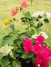 Four multi color bougainvillea live plant. 4” pot 9-15. colors will vary.