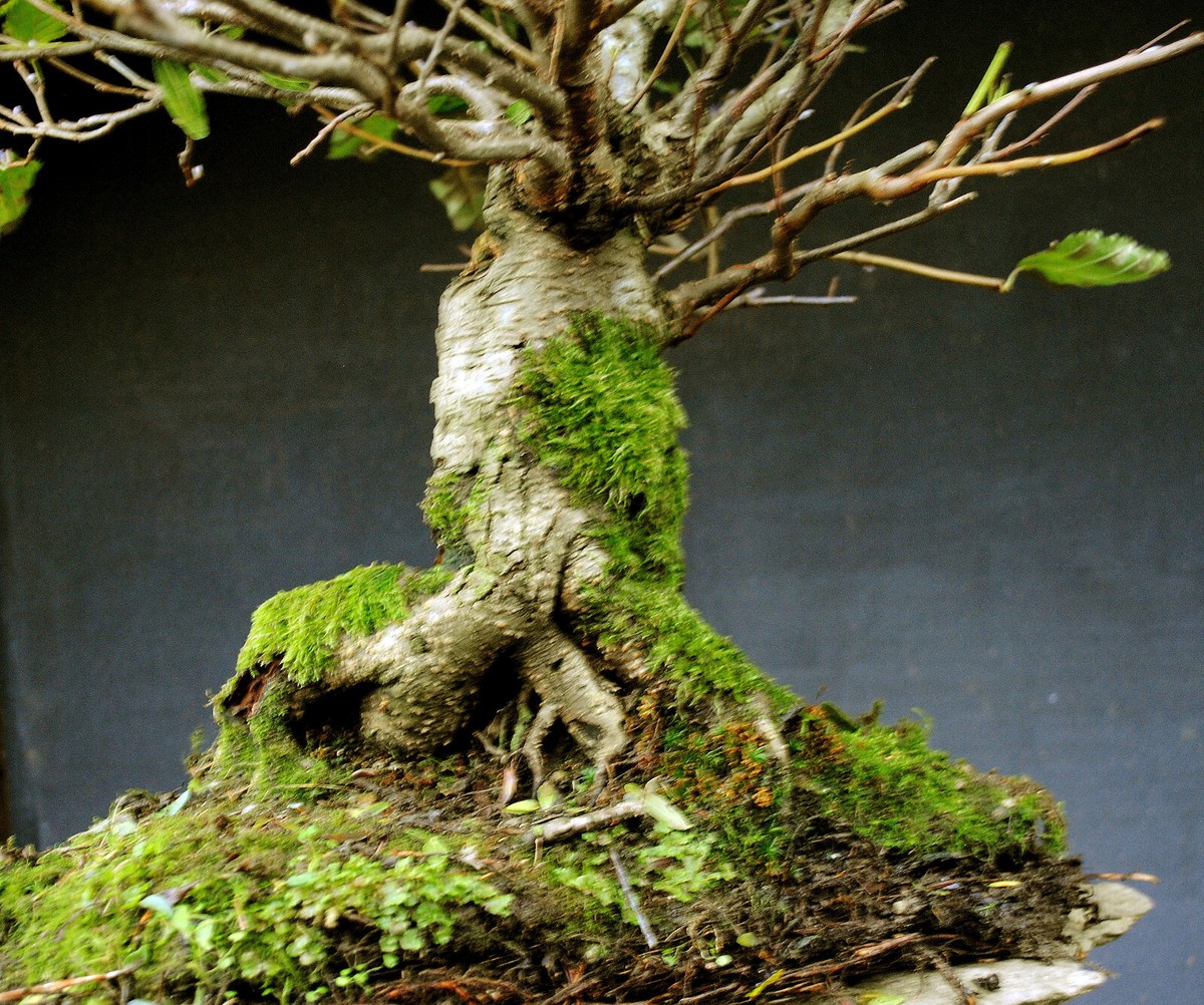 Bonsai outdoor winterhart Erle, Alnus, H70 B85 D15 cm | eBay.de