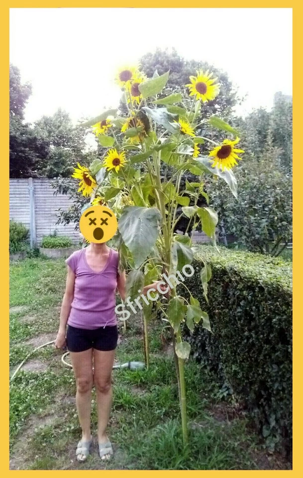 25 SUNFLOWER SEEDS GIANT SAPLING - GIANT SUNFLOWER MULTI FLOWER seeds 🌻