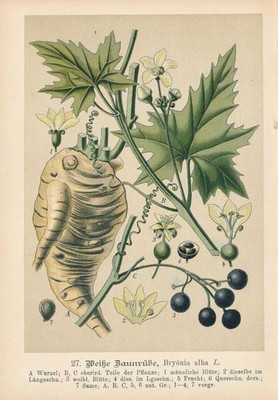 Weiße Zaunrübe (Bryonia alba ) Chromo-Lithographie von 1893 white bryony