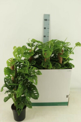 pink philodendron plant Philodendron Pink Princess Houseplant with Planter - Medium ( 7