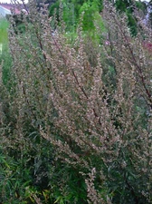 1000 Artemisia Vulgaris Seeds - Mugwort / Common Wormwood - Medicinal Herb