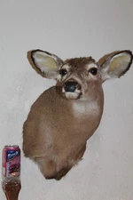Yearling Whitetail Deer Head Shoulder Mount Taxidermy Cape Shed Antler Hunt Mule