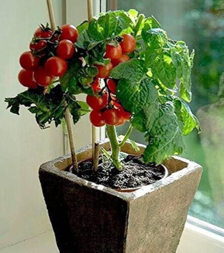 TOMATO TINY TIM 30+seeds Dwarf 40cmVariety Great forPots High Yields * FREE POST - Picture 3 of 7